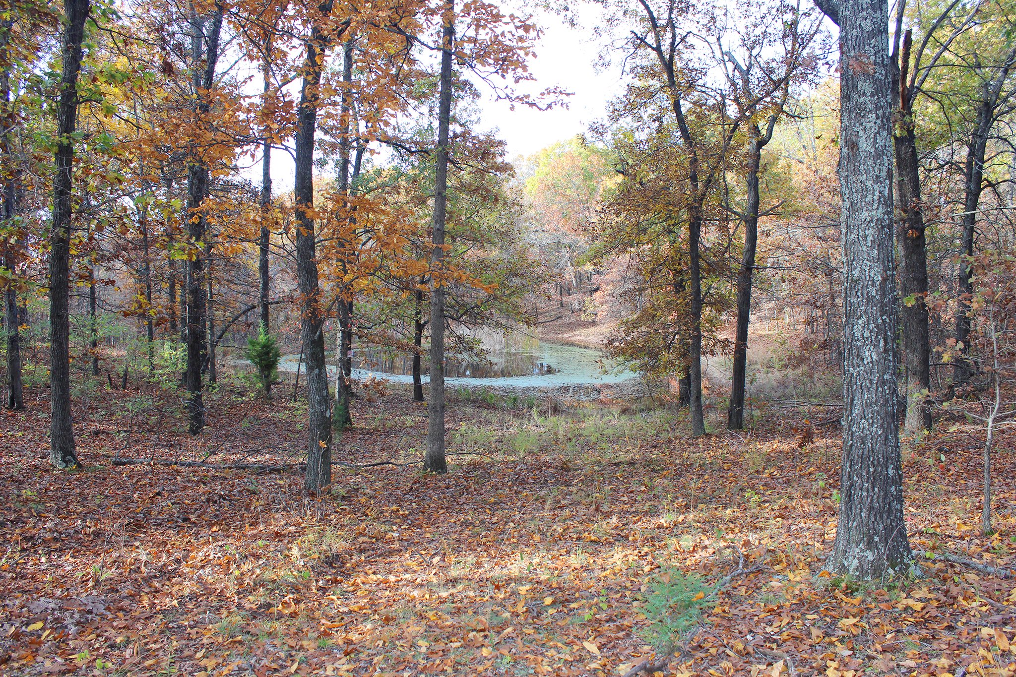 Tract 6 - Pond - OKLAHOMA LAND & REAL ESTATE AUCTION, 438 +/- Acres offered in 13 Tracts